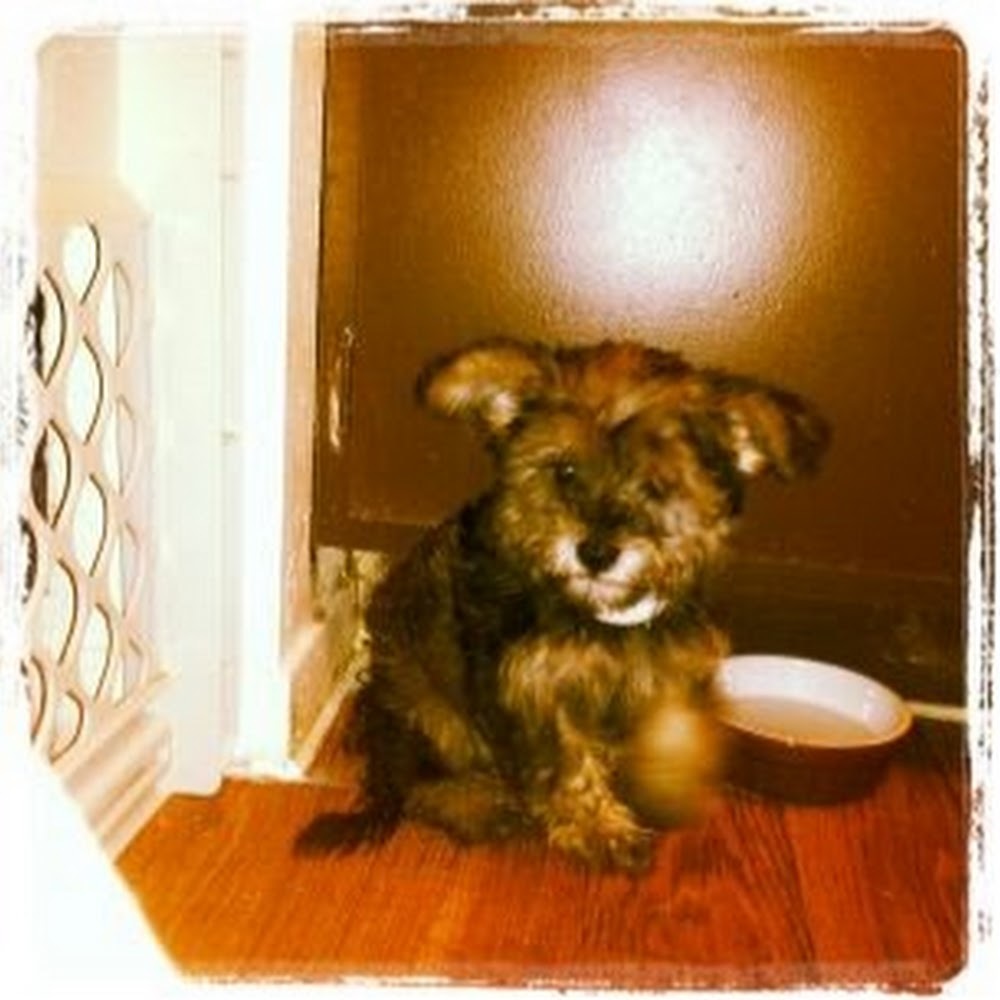 Meet your Posher, Dani